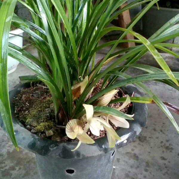 带刺的玫瑰。。