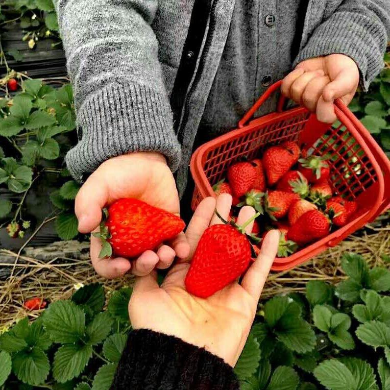 河凤桥转盘草莓种植农场