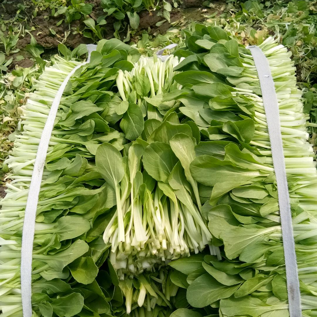 苹果