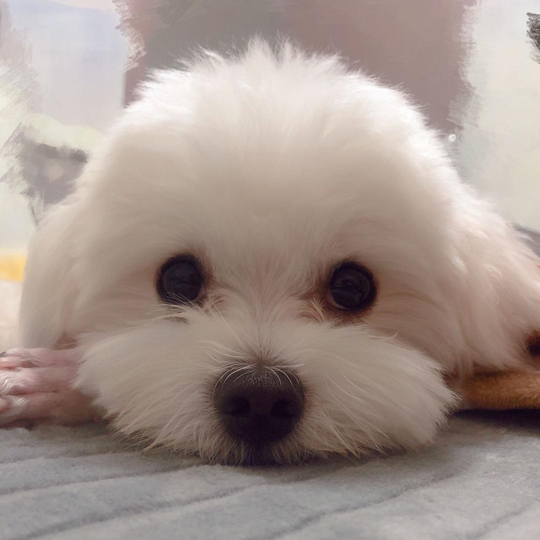 奶茶奴