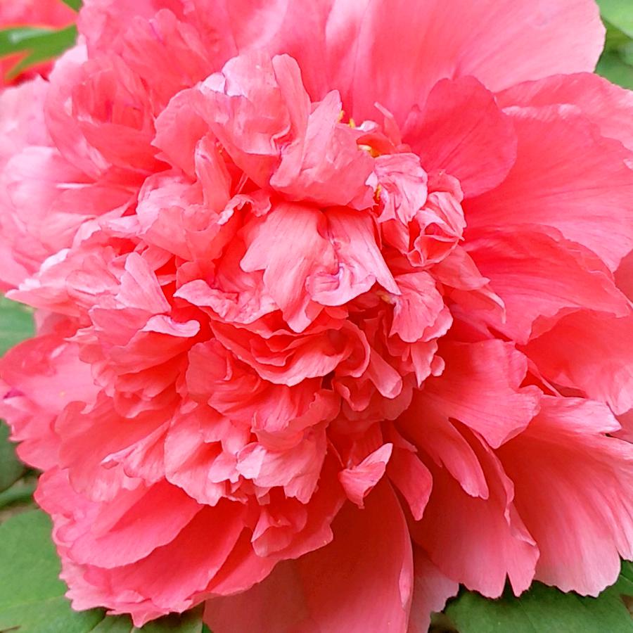 淑文