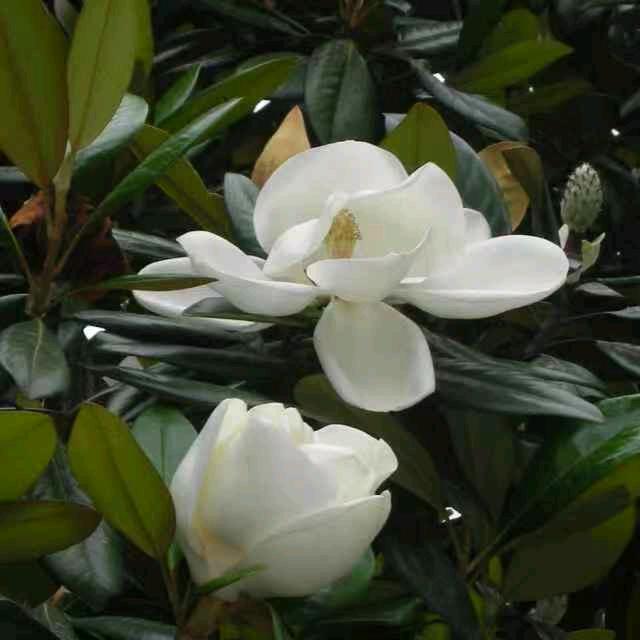 淄江茶社