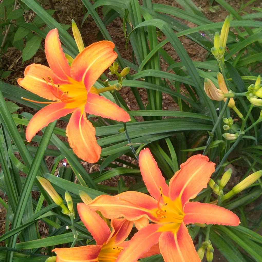 木子
