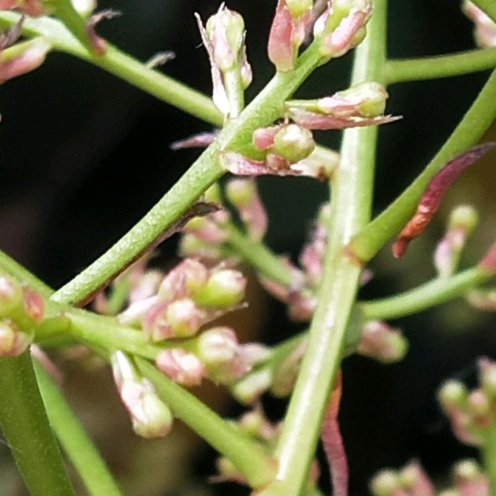 一笑而郭