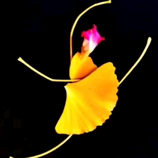 青鹿（可约拍）