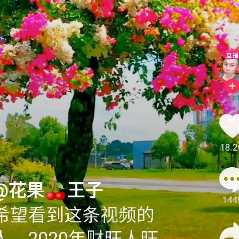 杜鹃花杜鹃花