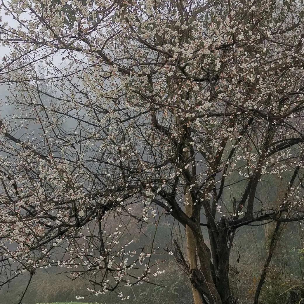 梅花香自苦寒来一（元山村周建明）