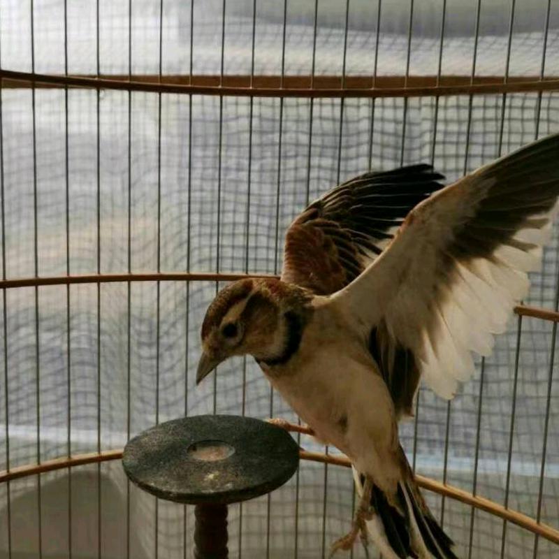 h红旗