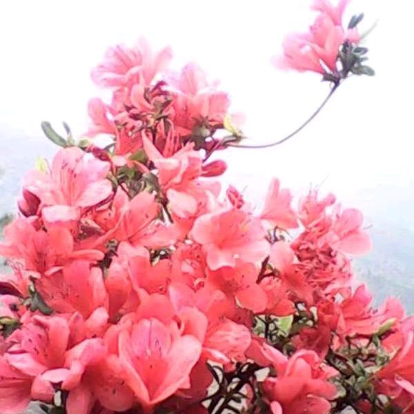 硒都蜜园
