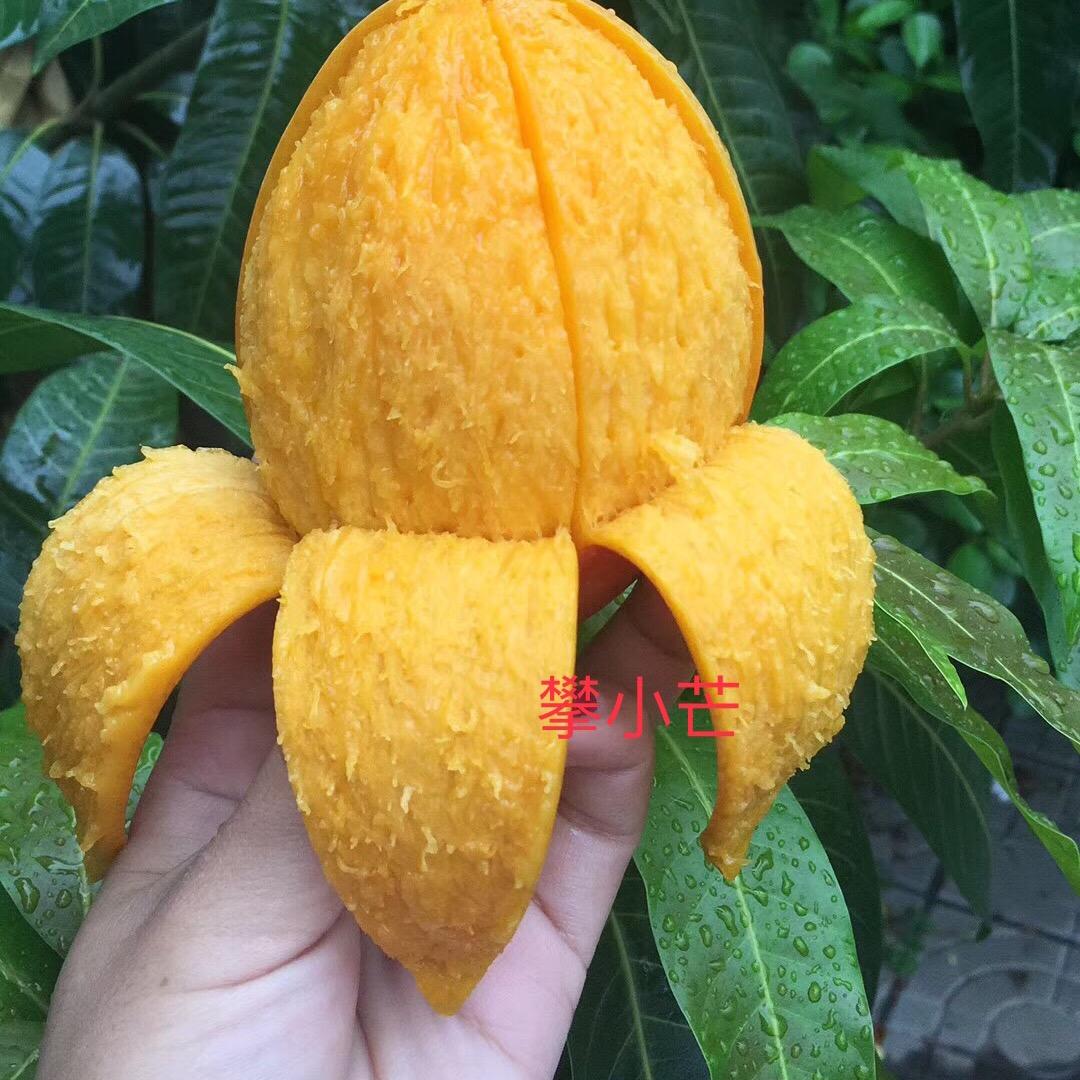 攀小芒果