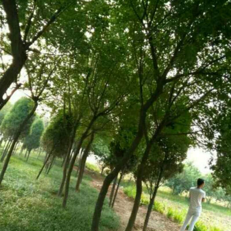 专业挖树，上工程1739585970