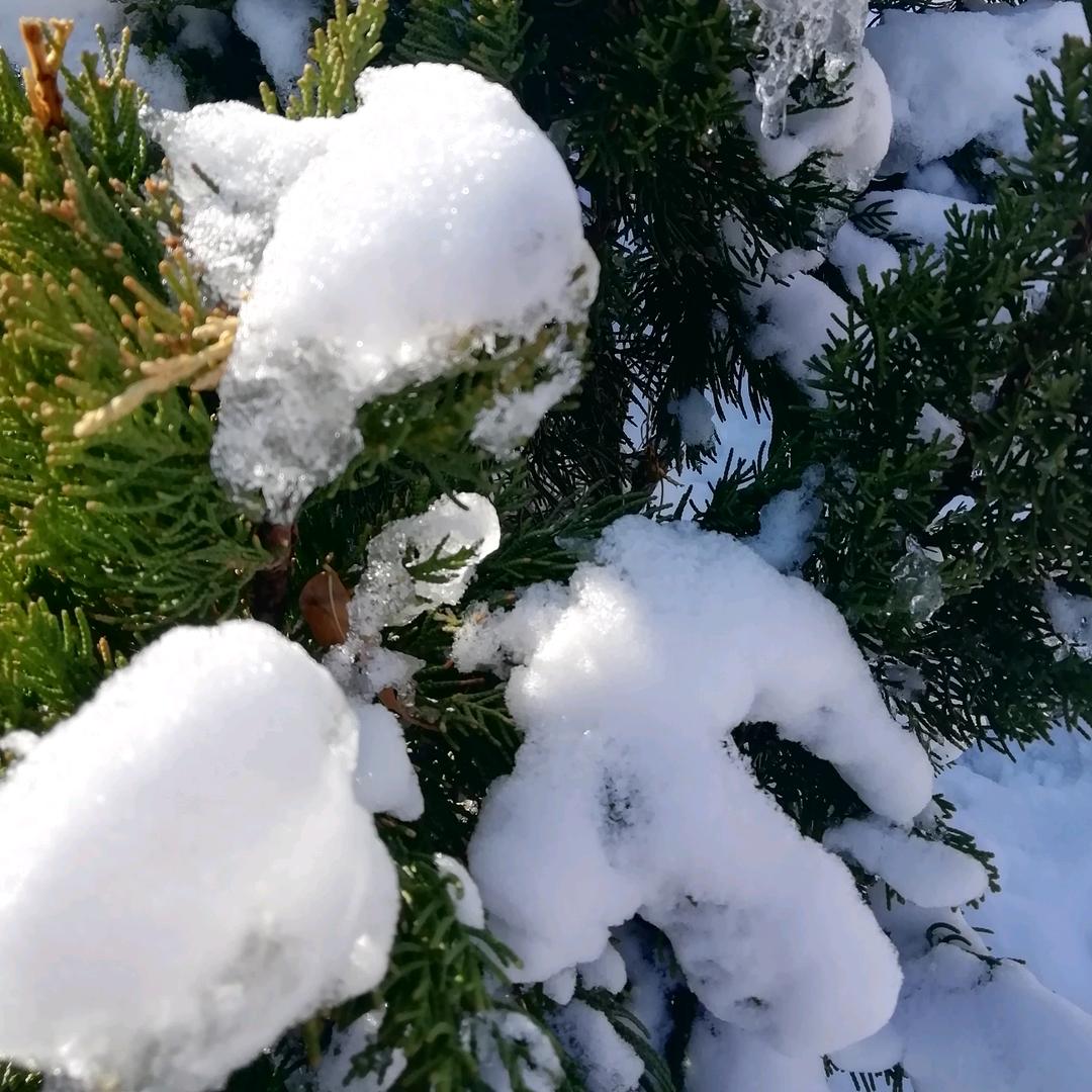 飞雪a