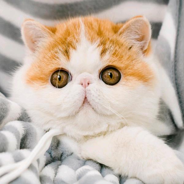 戏水的小猫爱钓鱼