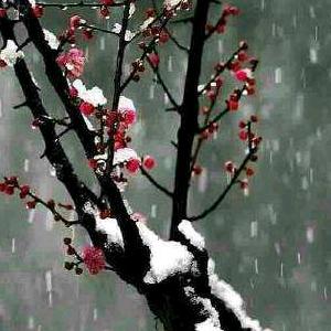 冬之雪