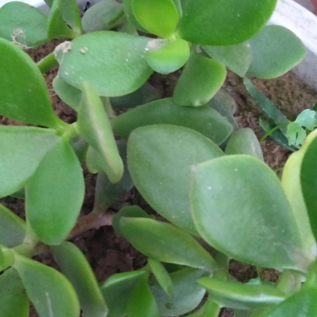龙潭虎穴豹子胆《唱