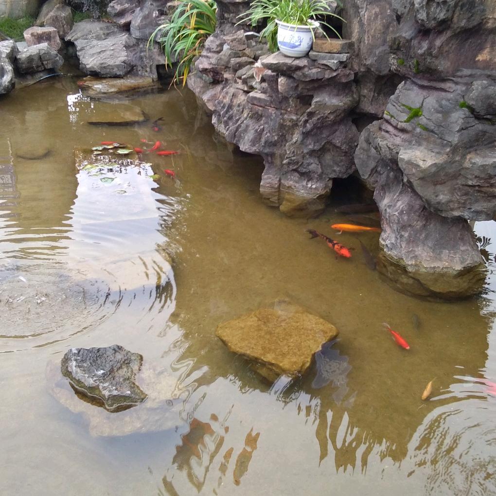 马师傅三棵树盆景园