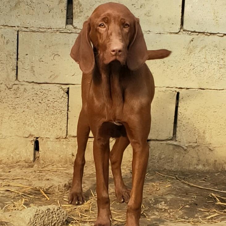 泰夷犬舍