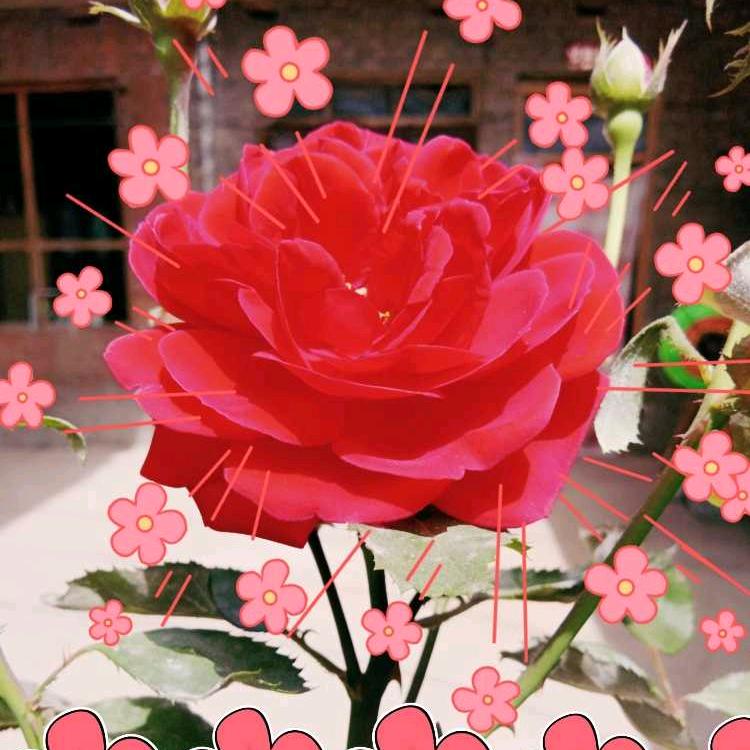 素❤️心