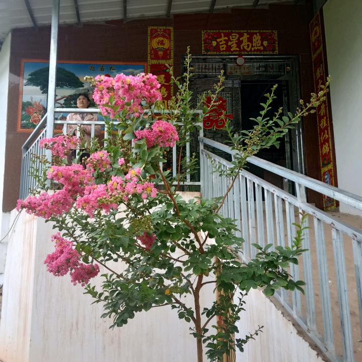 紫金花