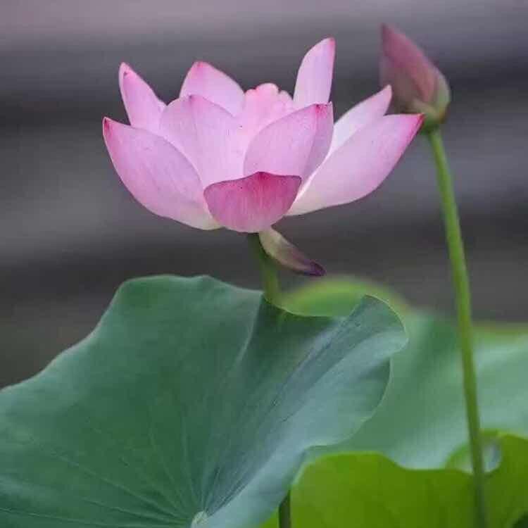 爱莲花店