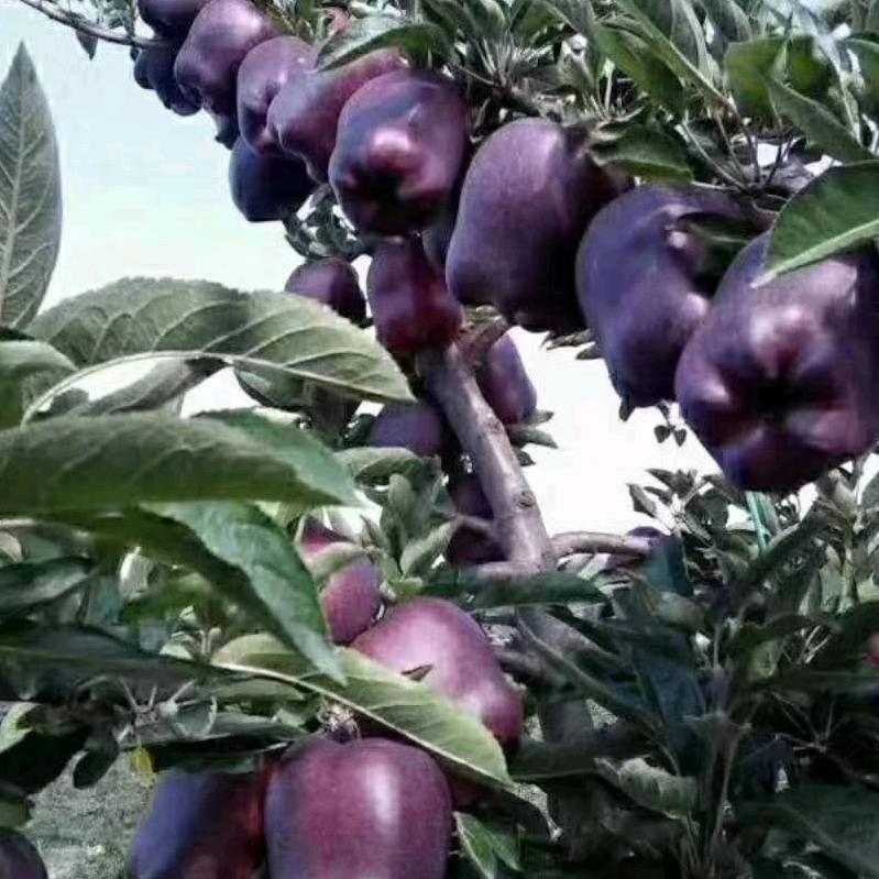 奋斗人生西甜瓜种植服务