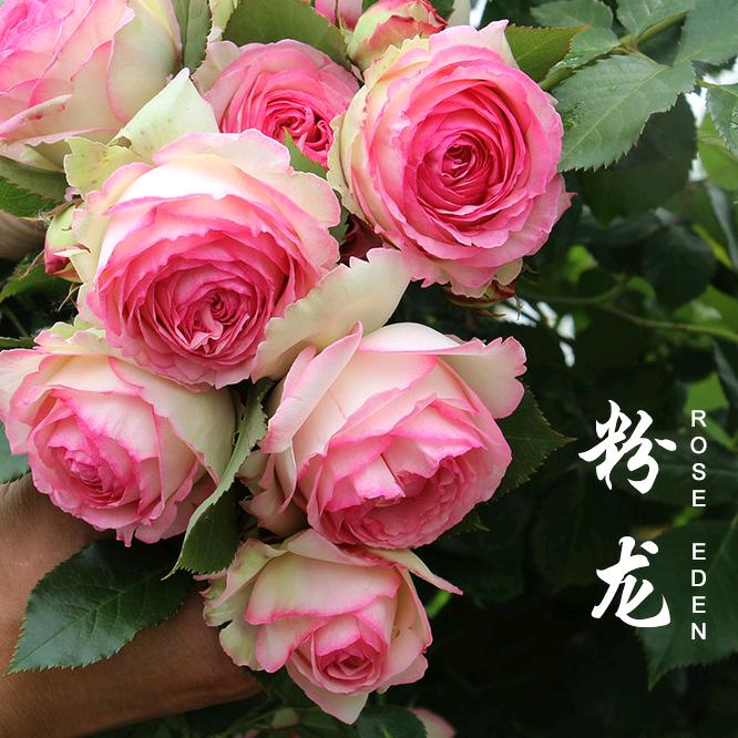 鸥兰花园