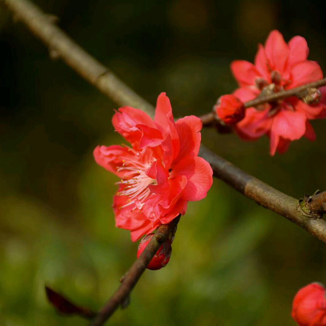 用户芦苇