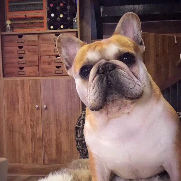 大熊憨憨是只汪