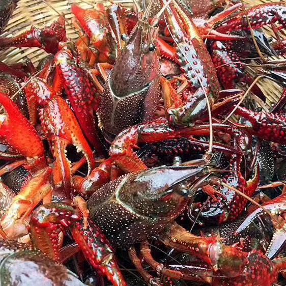 宏琴水产，专供龙虾螃蟹批发