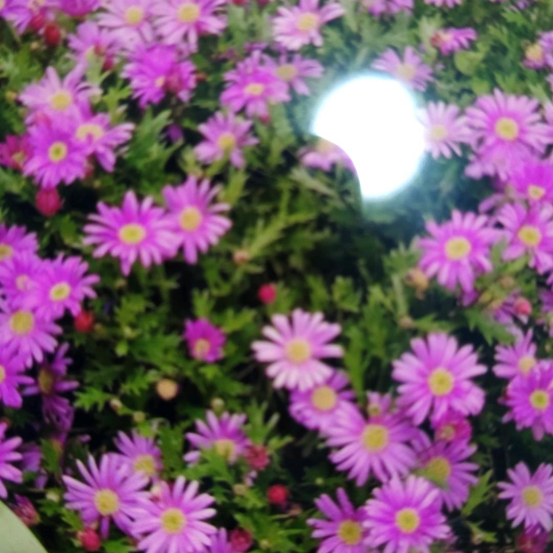 白菜爱萝卜