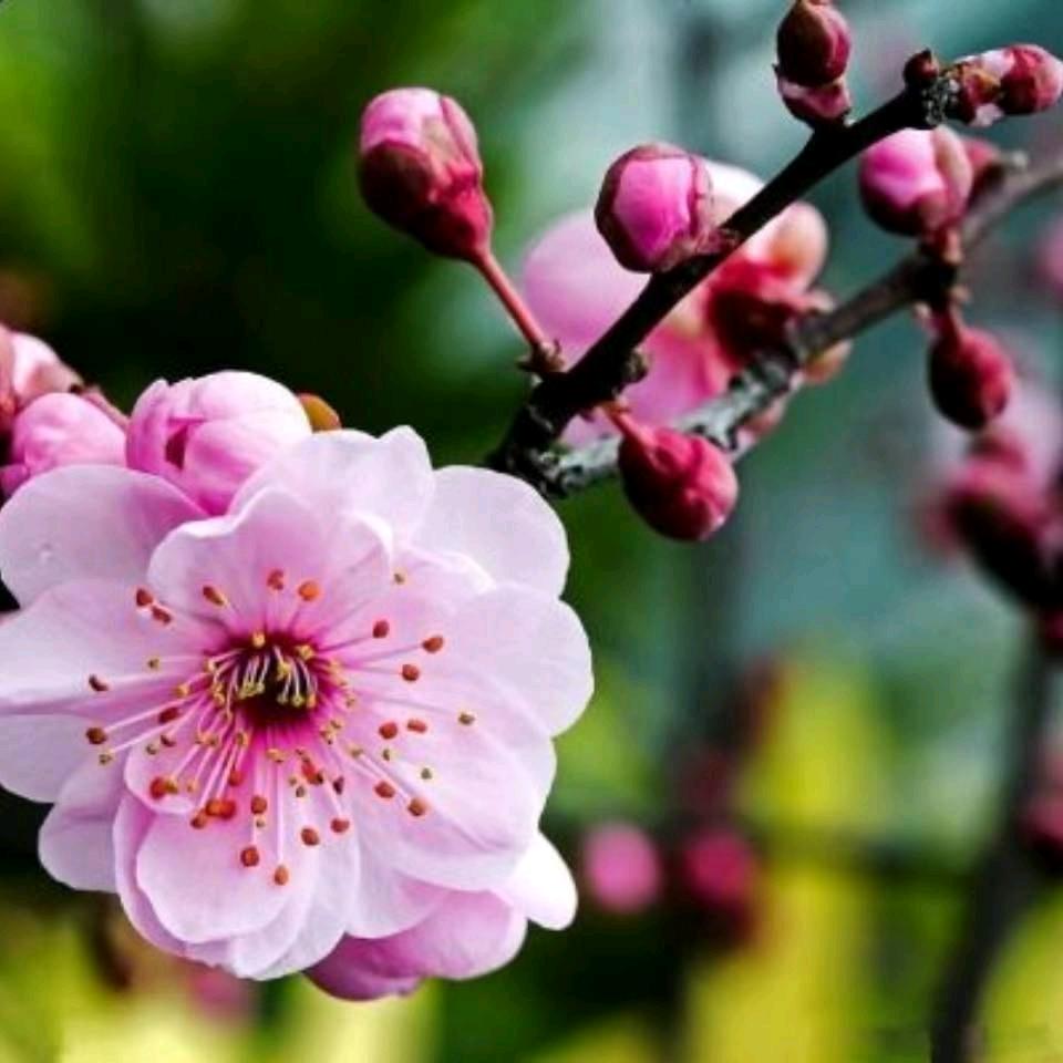 沾