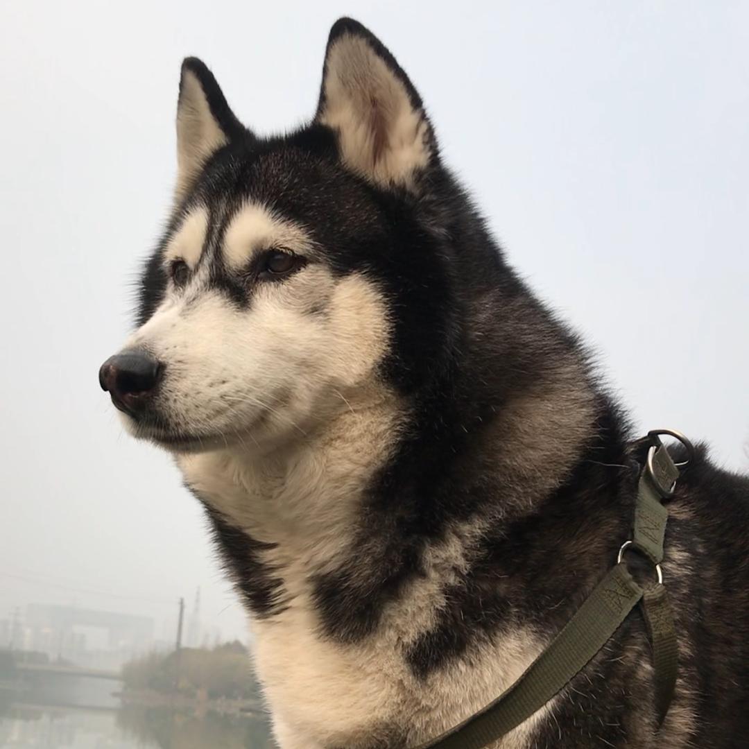 👑妞妞