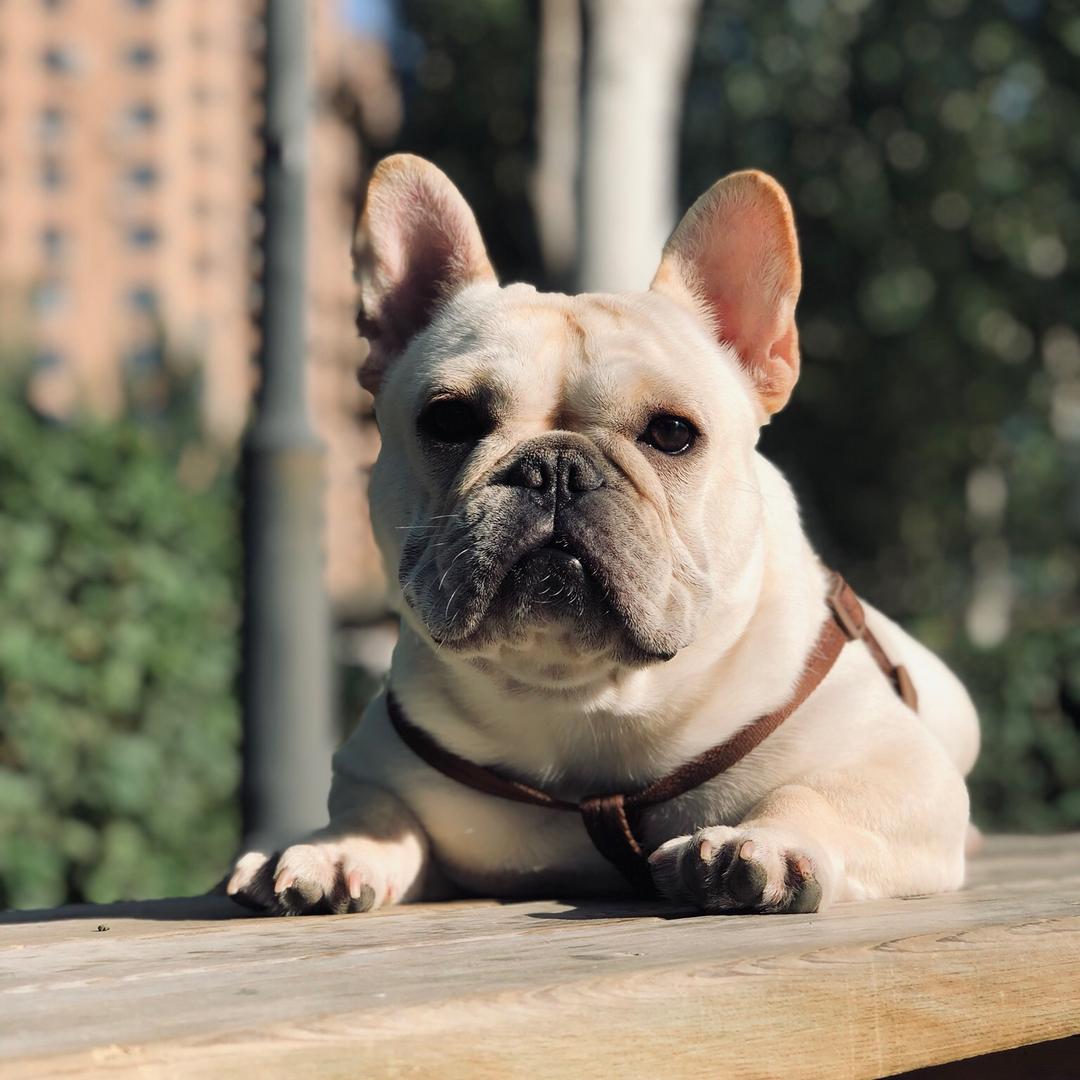 继业法牛犬舍