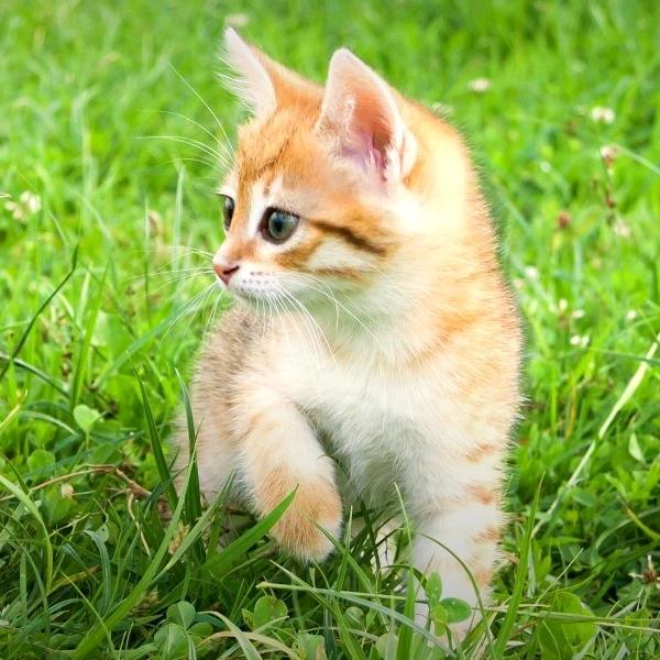 小柳树和小枣树