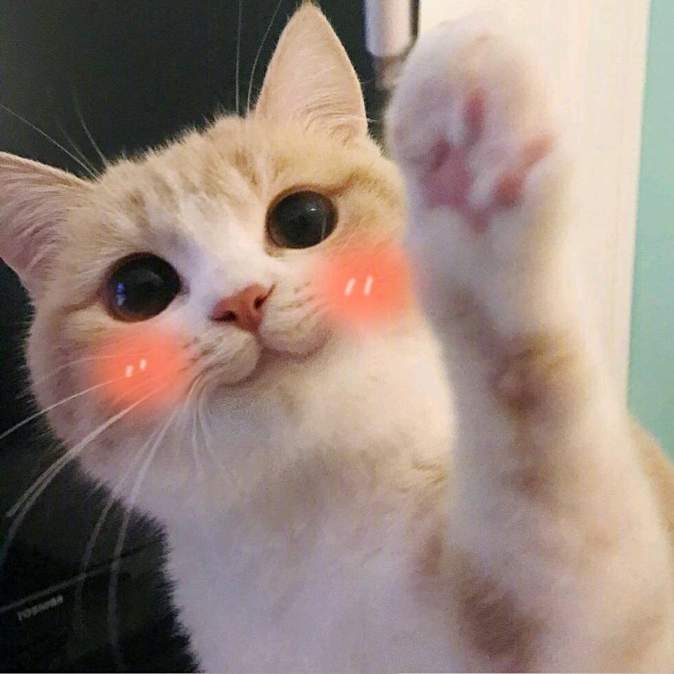橘猫啃布丁