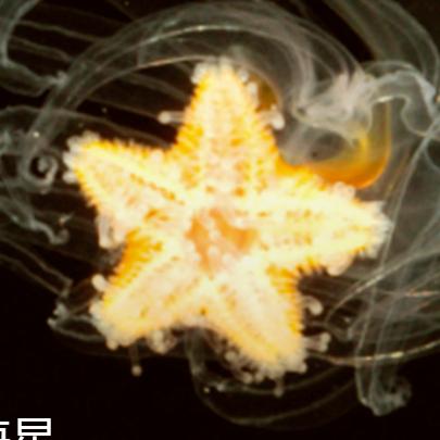 红星