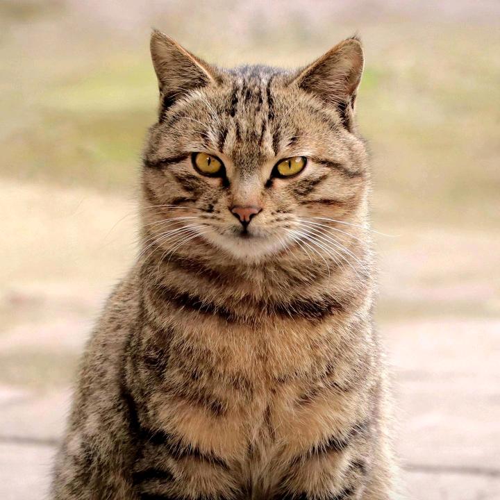 惠友全屋定制板材