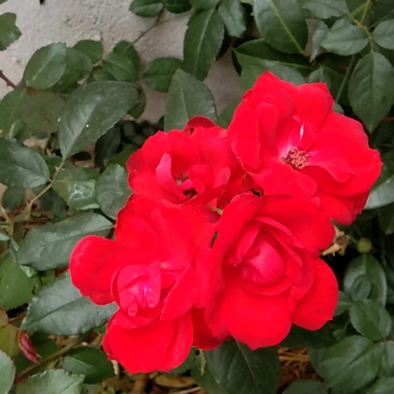 红菊绽放