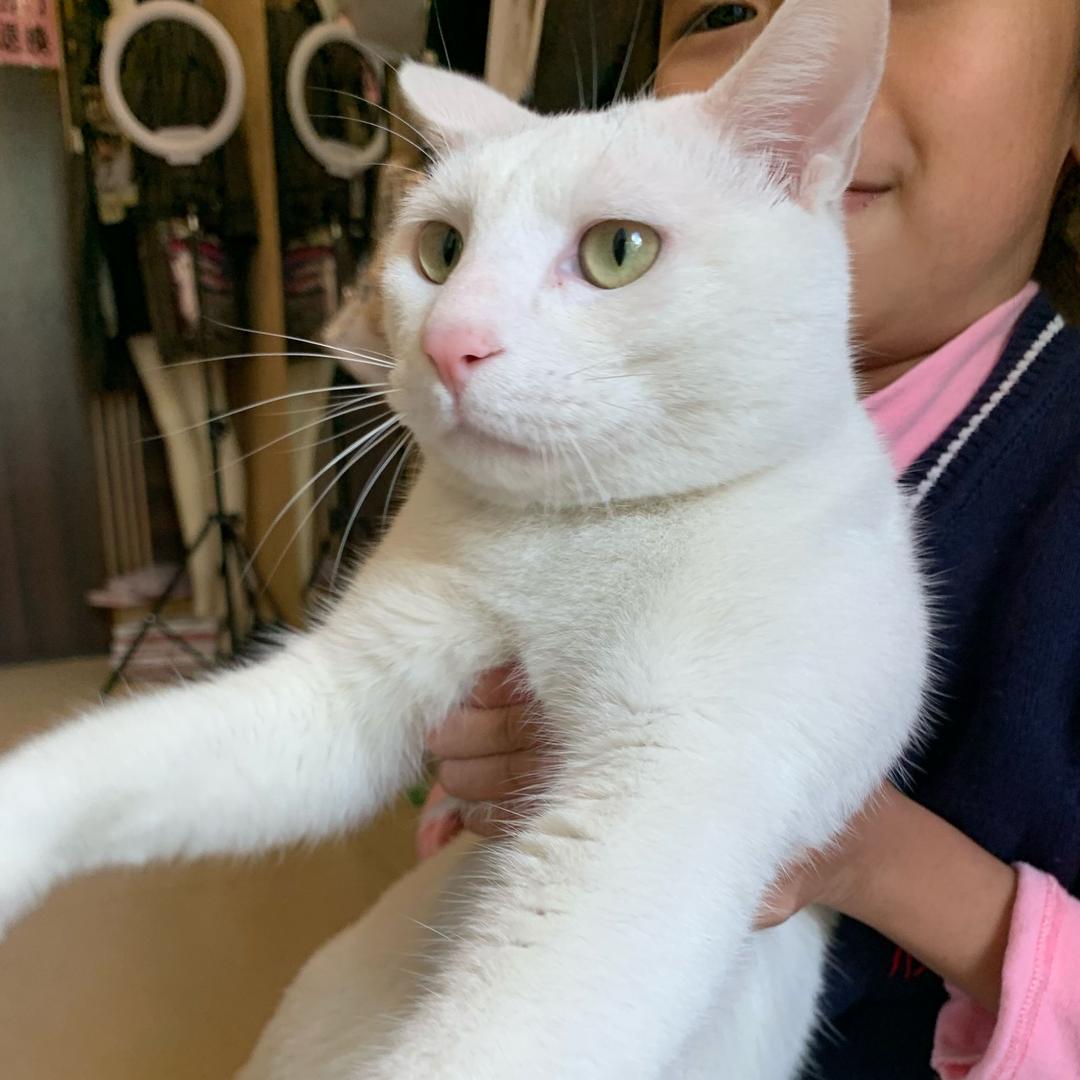 小白是只猫