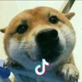 就叫鹿鹿吧丶