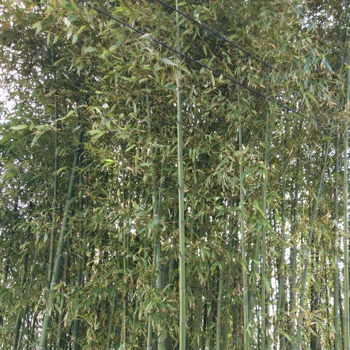 红红