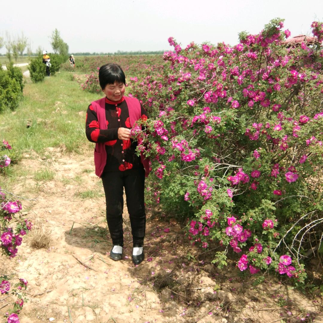 立峰鹊桥会会长侯和平