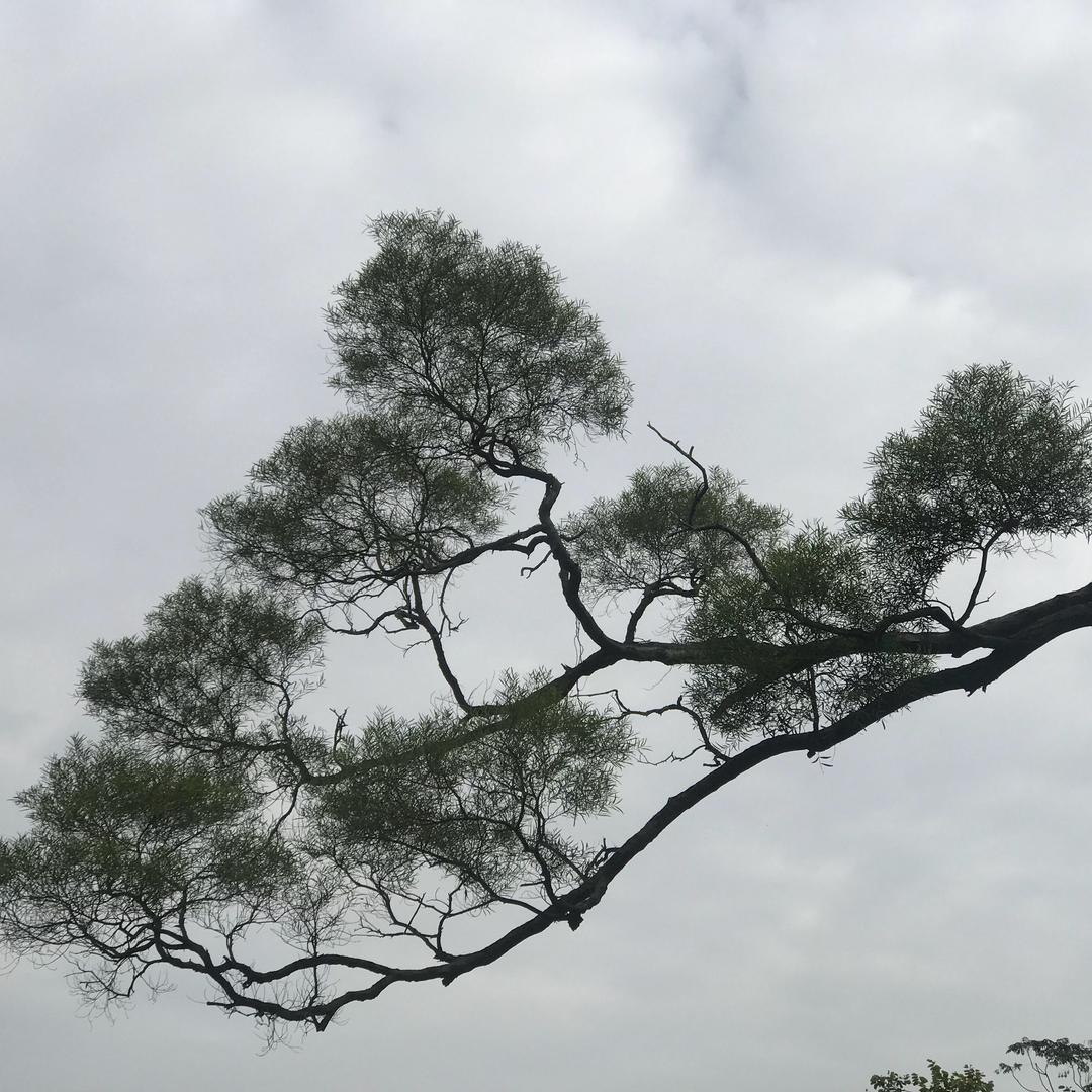 陈子老师