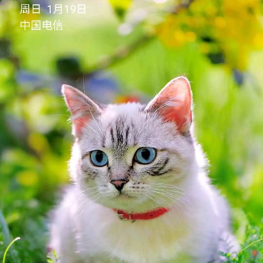 三蓝