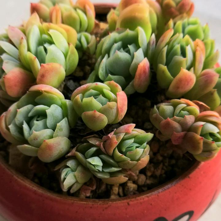 蝴蝶