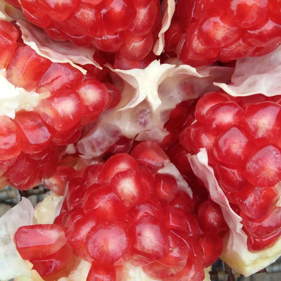 小苗怀远石榴采摘园