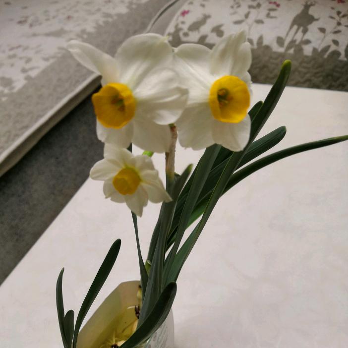 芒果。。。