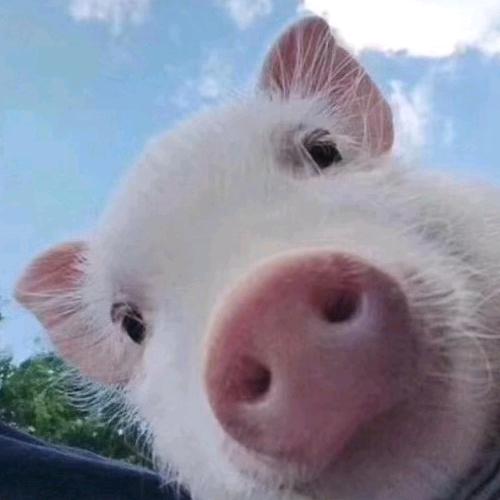 <(´•🐽•`)>小白