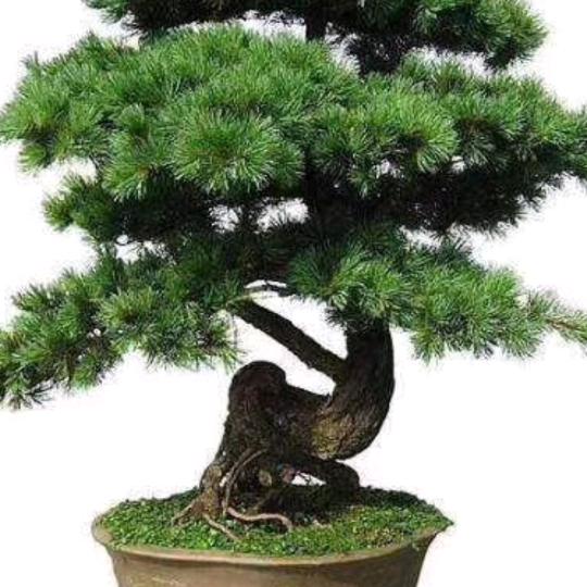 优良传陈