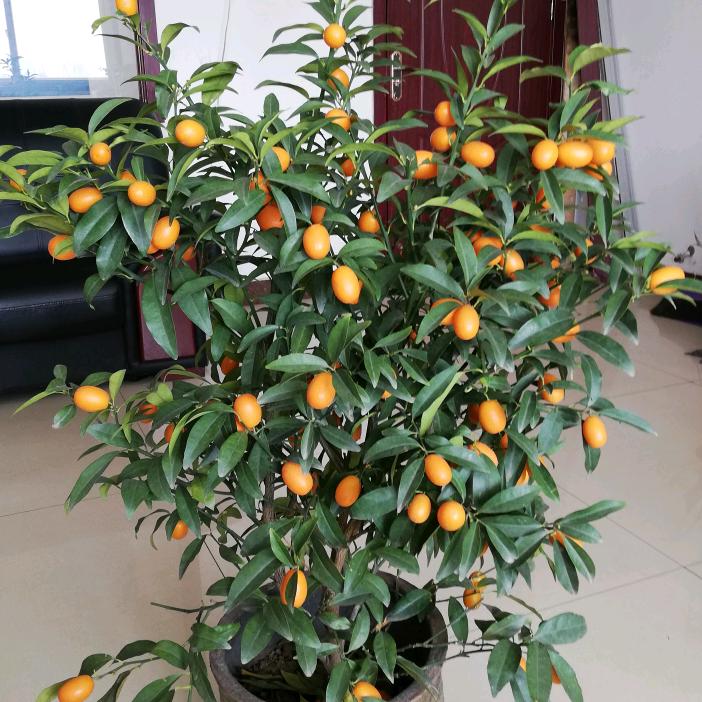 收获的季节（好物分享）